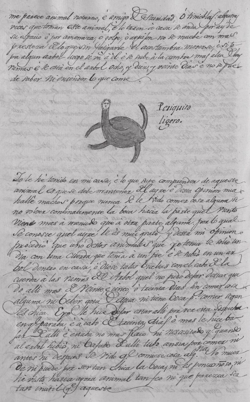 18. yüzyıla ait bir tembel hayvan çizimi. Juan Bautista Muñoz'un çizdiği Fernández de Oviedo'nun &quot;Hint Adaları'nın genel ve doğal tarihi&quot; adlı kitabından bir nüsha.